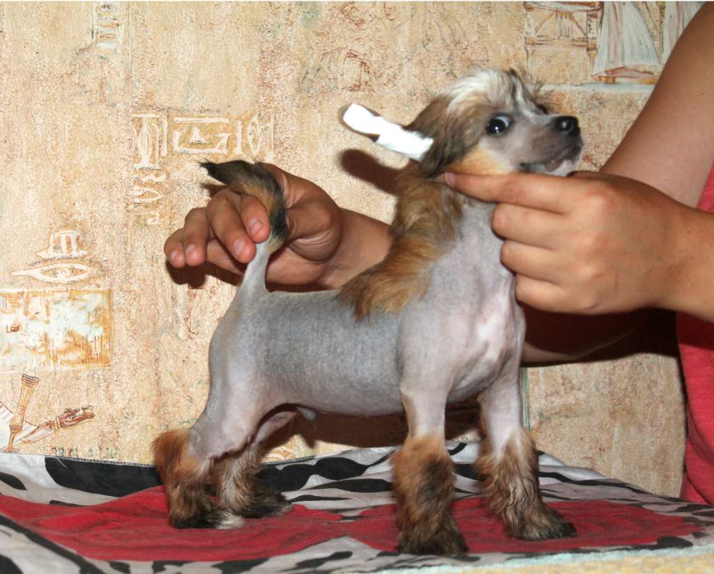 Inraig Molosos Gratzi