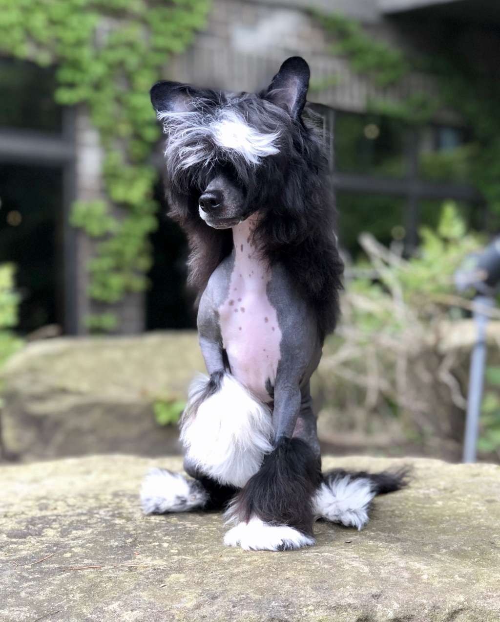 Wind's Meet Joe Black