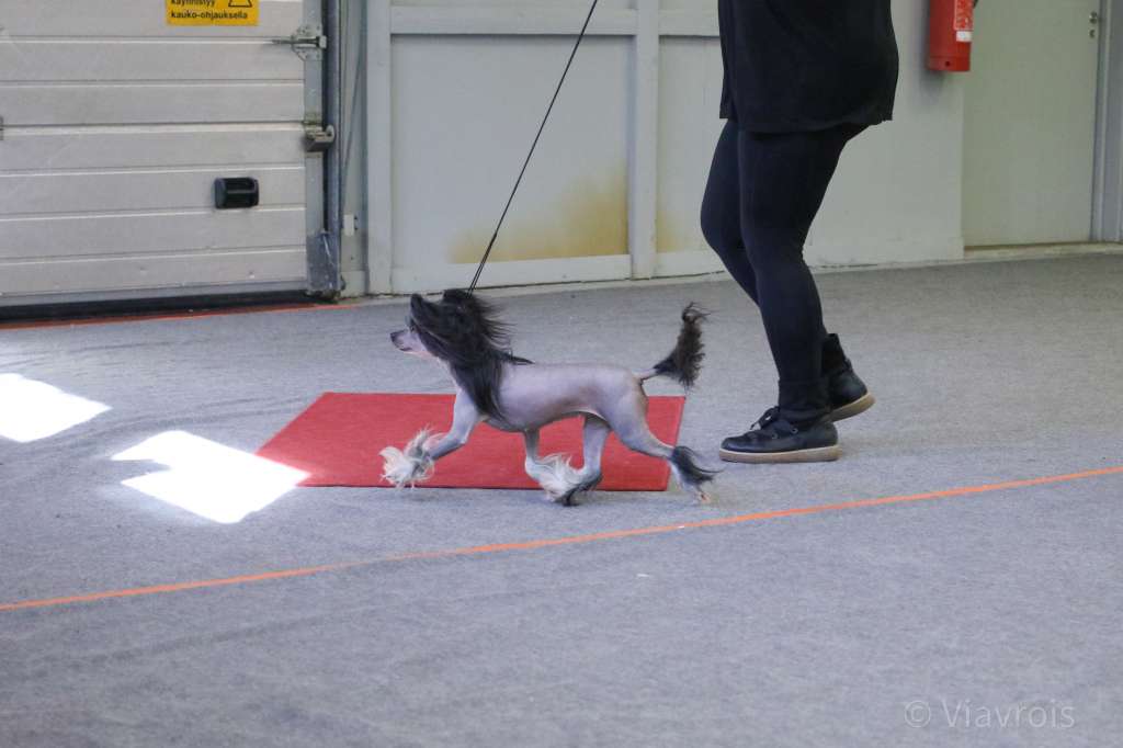 Viavrois Beastn Beauty