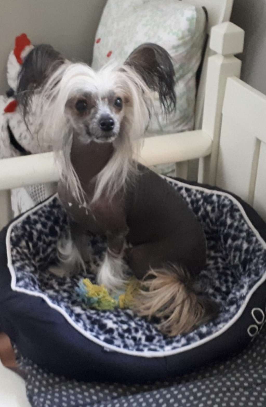 Clezel's Hour Of D'magic