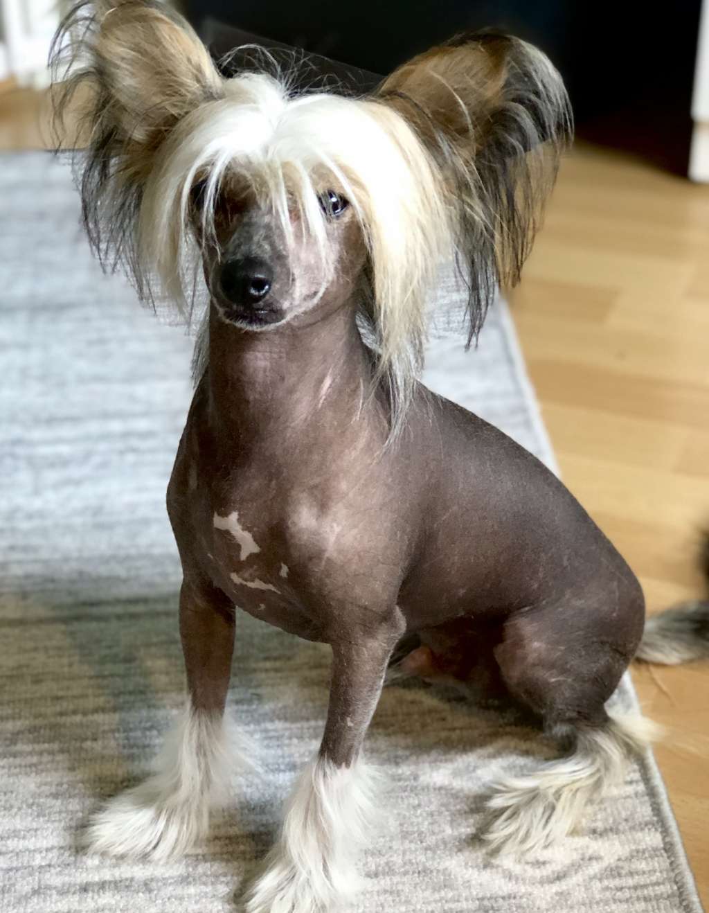 Clezel's Hey D'golden Son