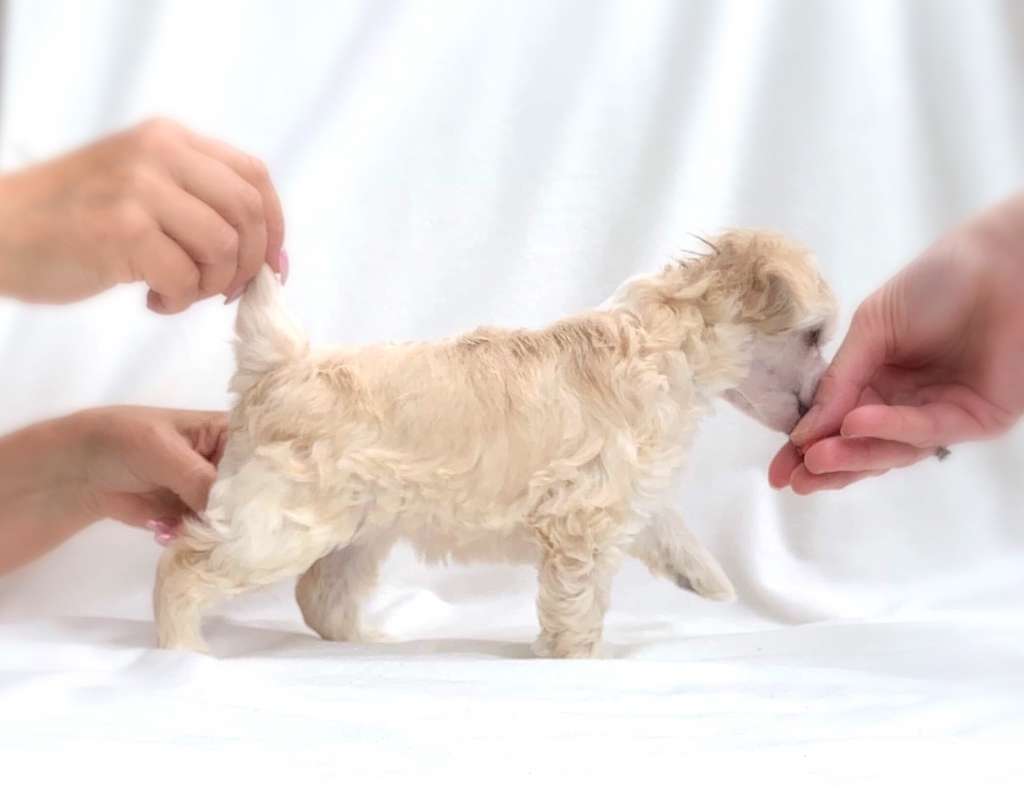 Deamor's Famous Heart Of the Ocean