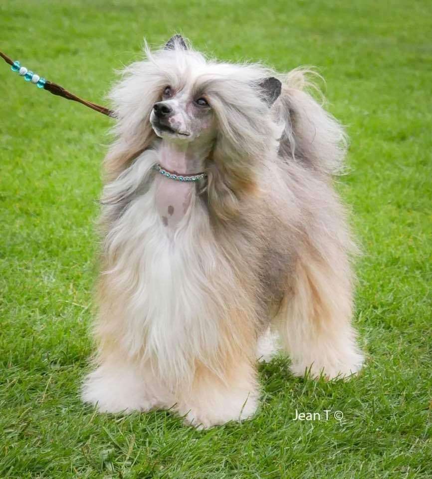 Desireme Can You Hear me SOS