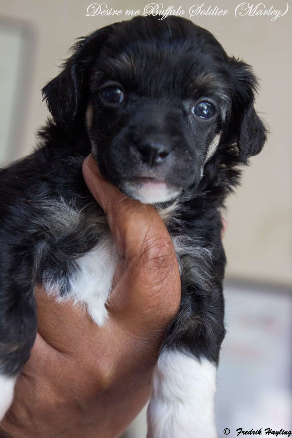 Desireme Buffalo Soldier