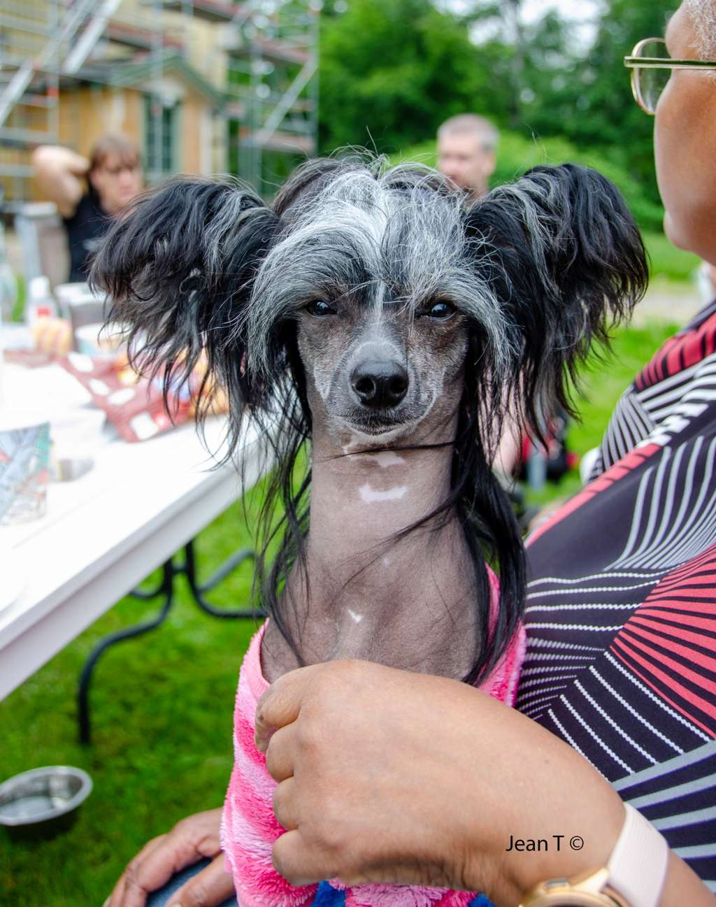 Desireme Wild Is The Wind