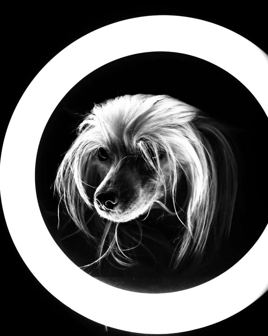 Rus Foreva Diva Absolut Harmony