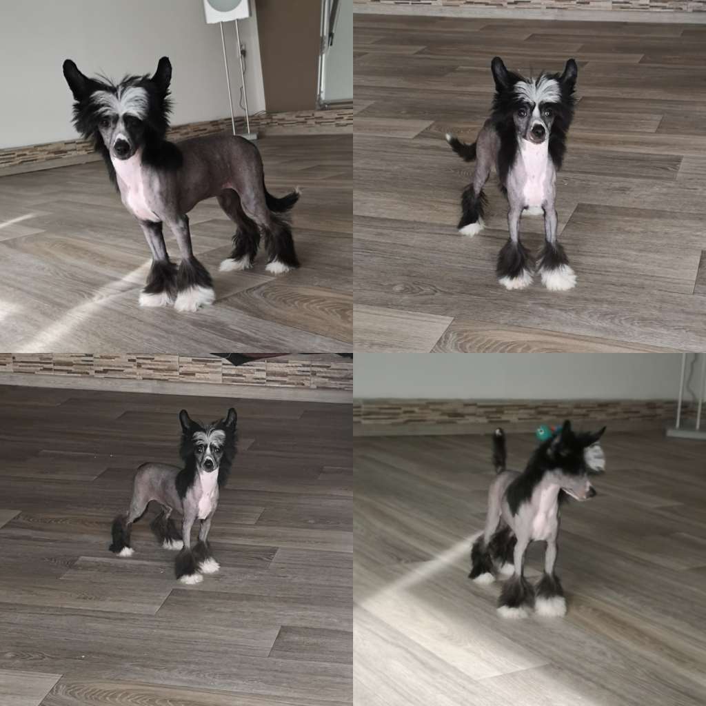 Forseti's Royal Princess