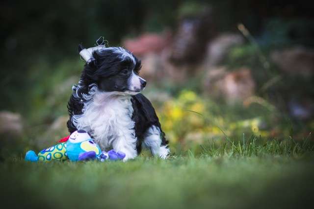 Forseti's Rising Star