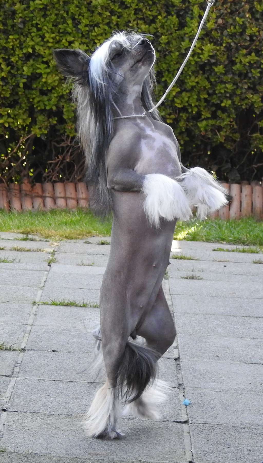 Zero Tolerance Stairway To Heaven