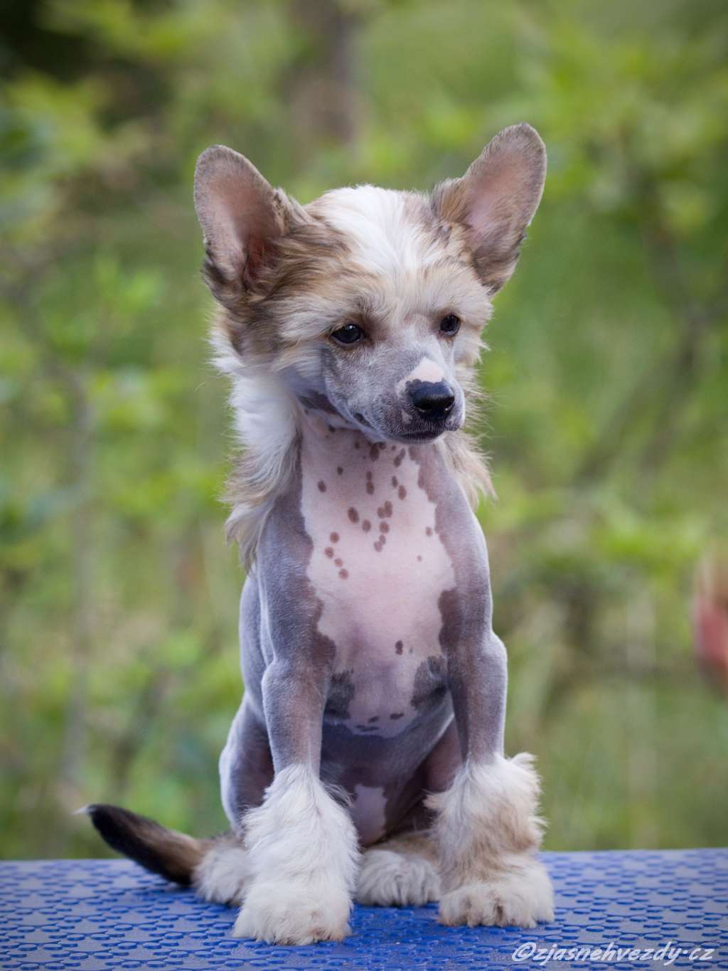 Vanilla z Jasne hvezdy