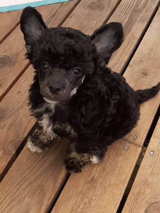 Beachcrest Lord Of This World