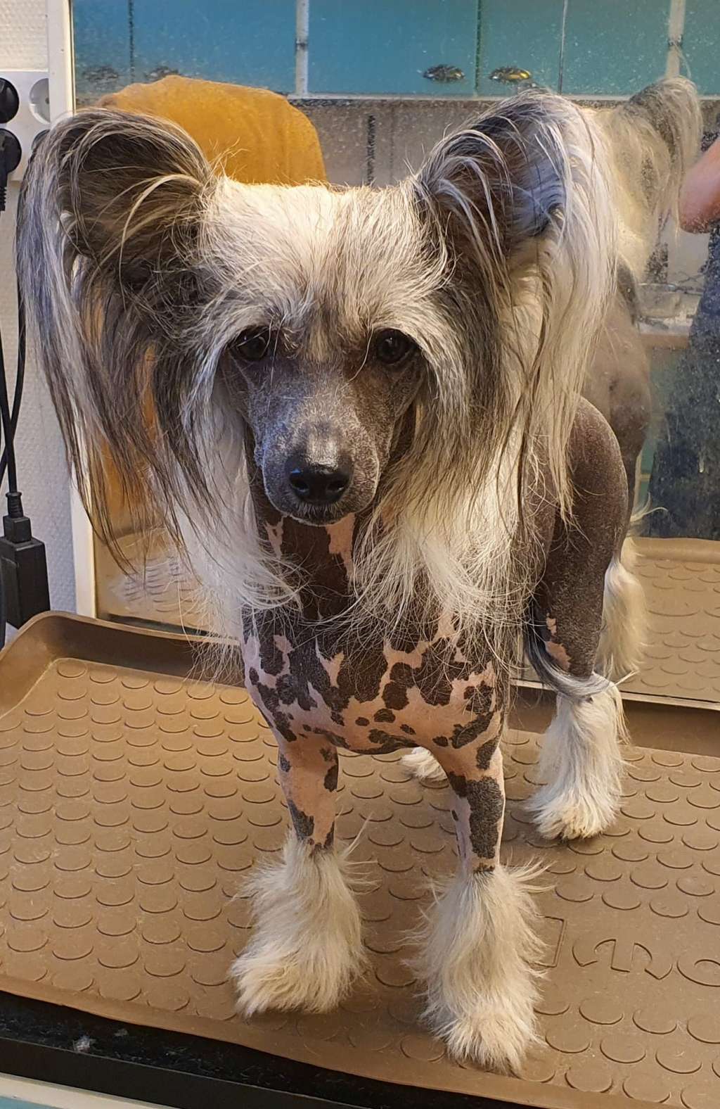 Beachcrest Laguna Sunrise