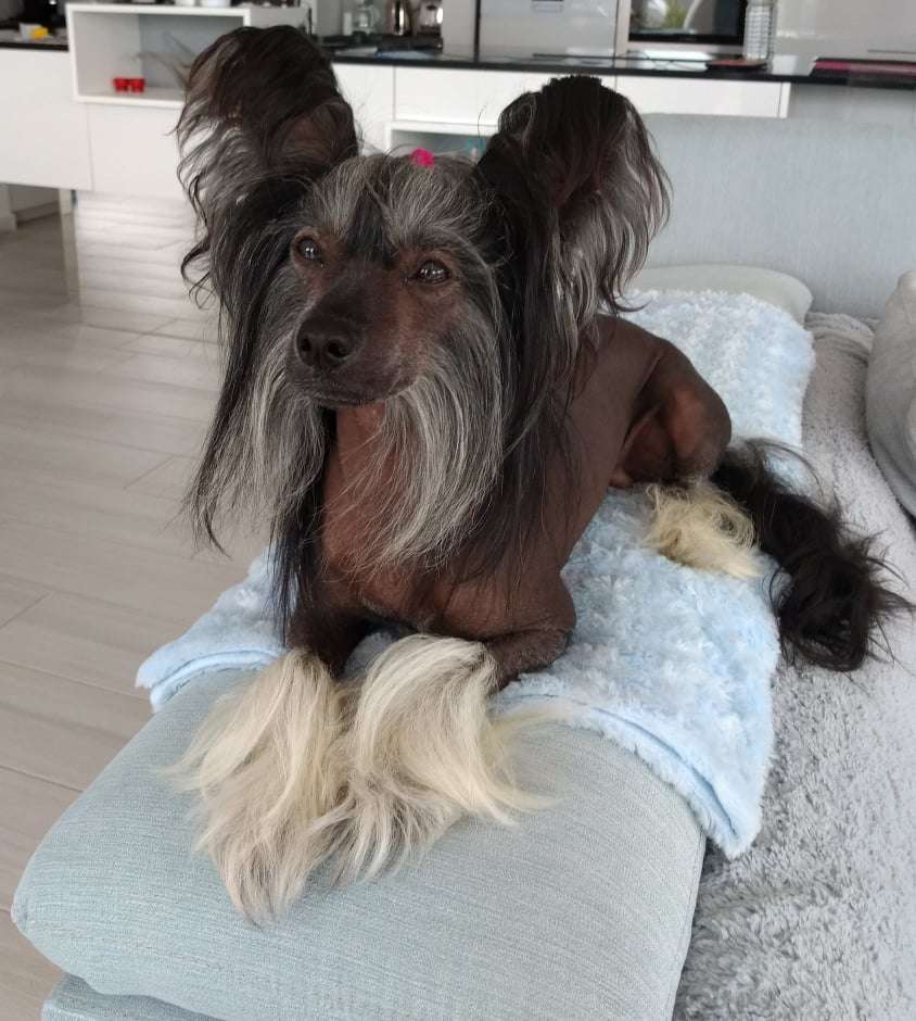 Exotic Spirit Palladiium