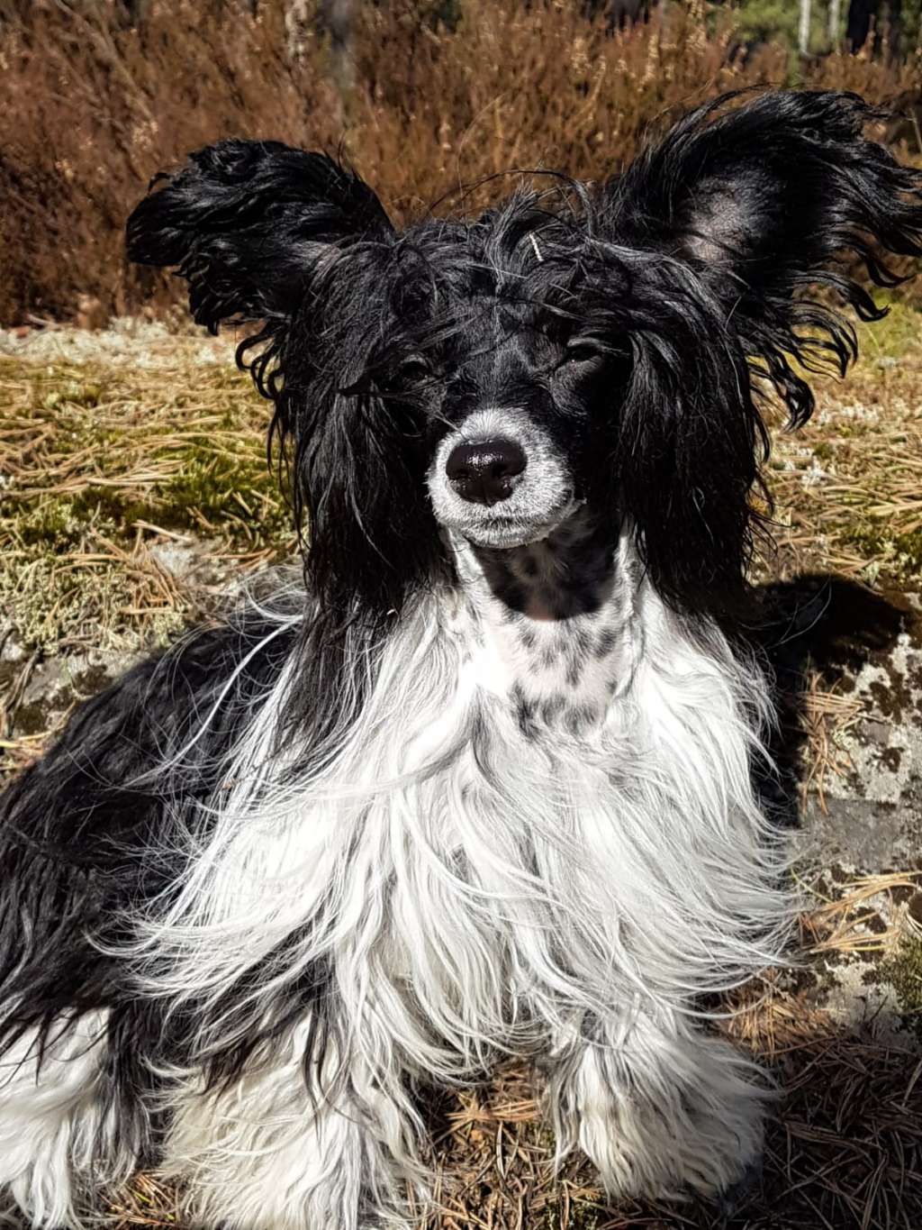 Joyway's Follow Your Dreams