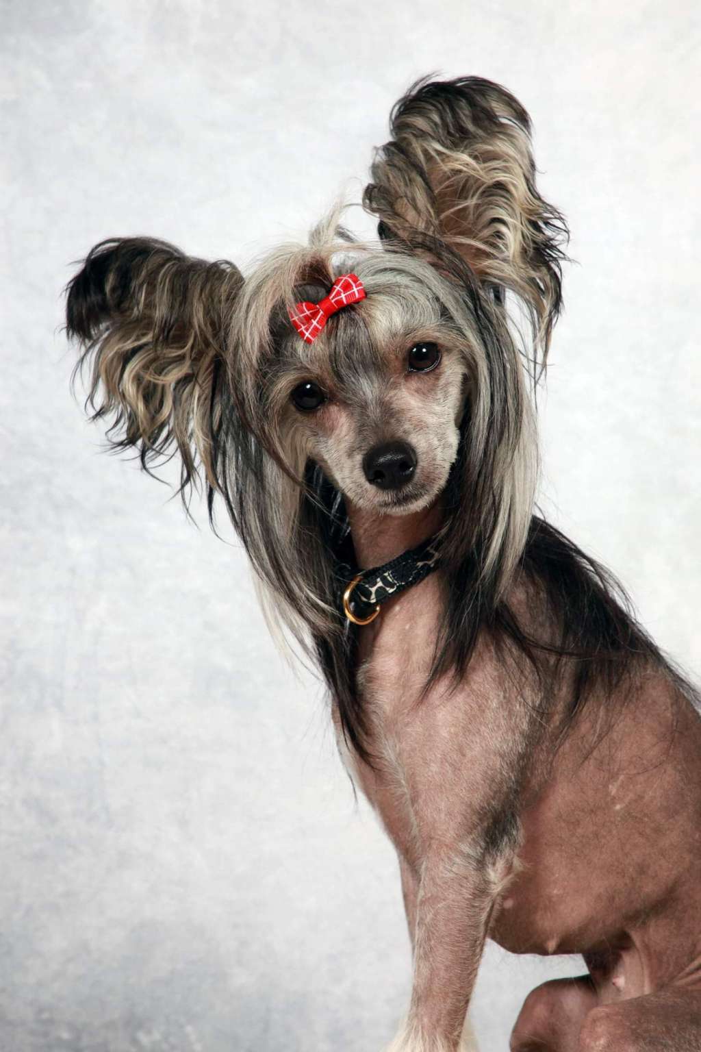 Exotic Spirit Pandemonia