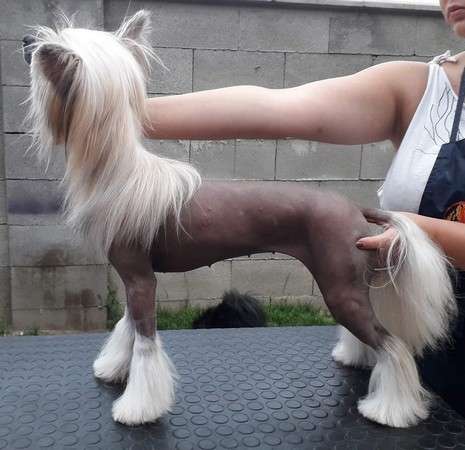 Ingrid Bergman Milfra-Moravia