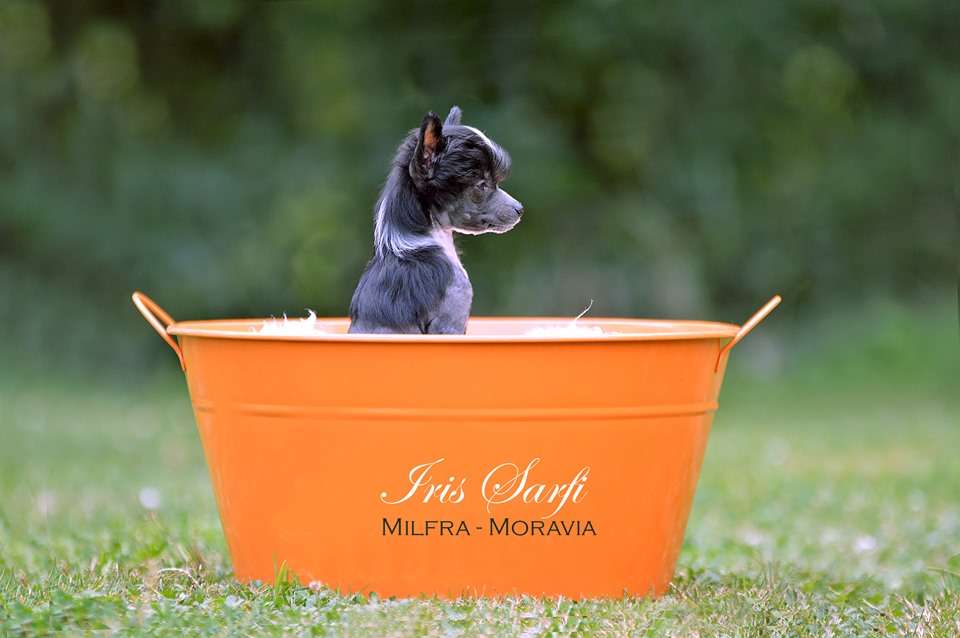 Iris Sarfi Milfra Moravia