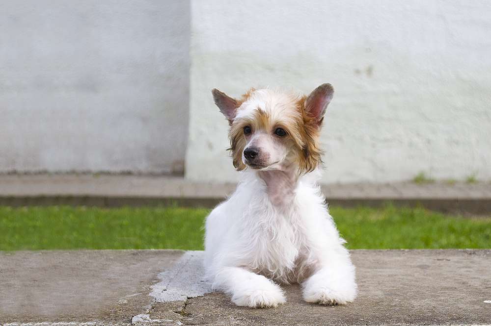 Oro Antenati Vivo Valor