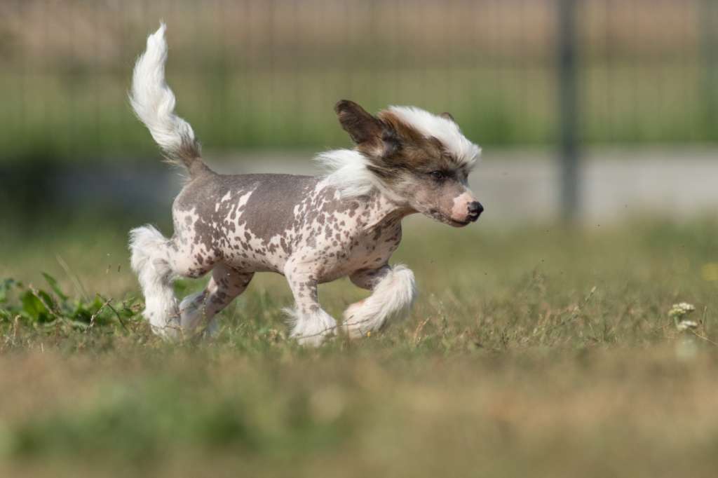 Friedrich vom Blühmchen