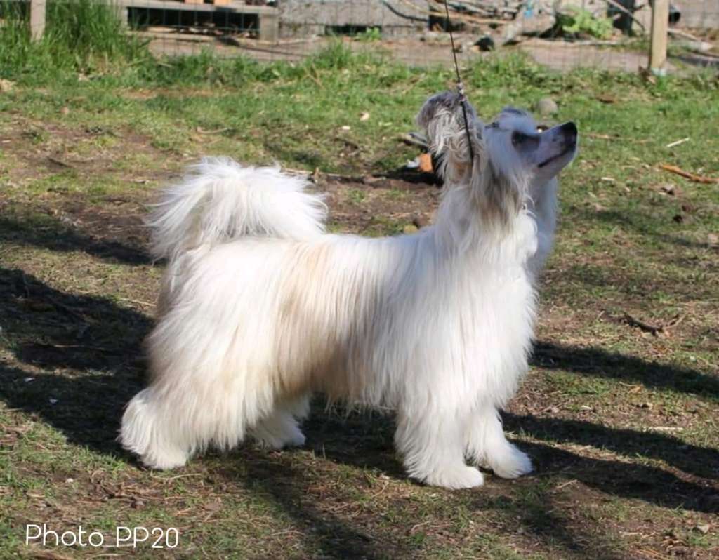 Kultapaimenen Boom IM Sexy