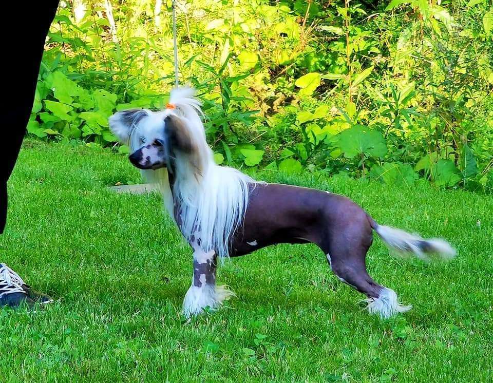 Kultapaimenen Sweetie Sexygirl