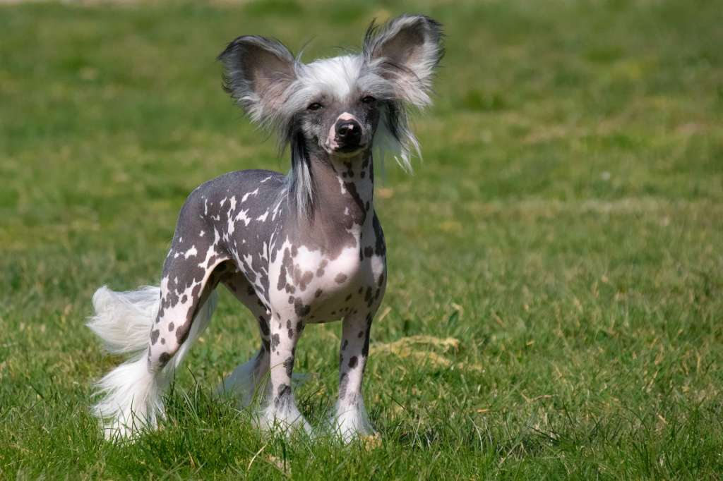 Frieda vom Blühmchen