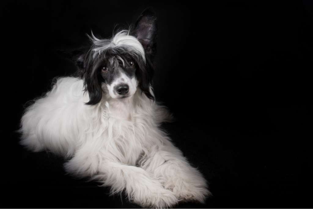 Flora vom Blühmchen