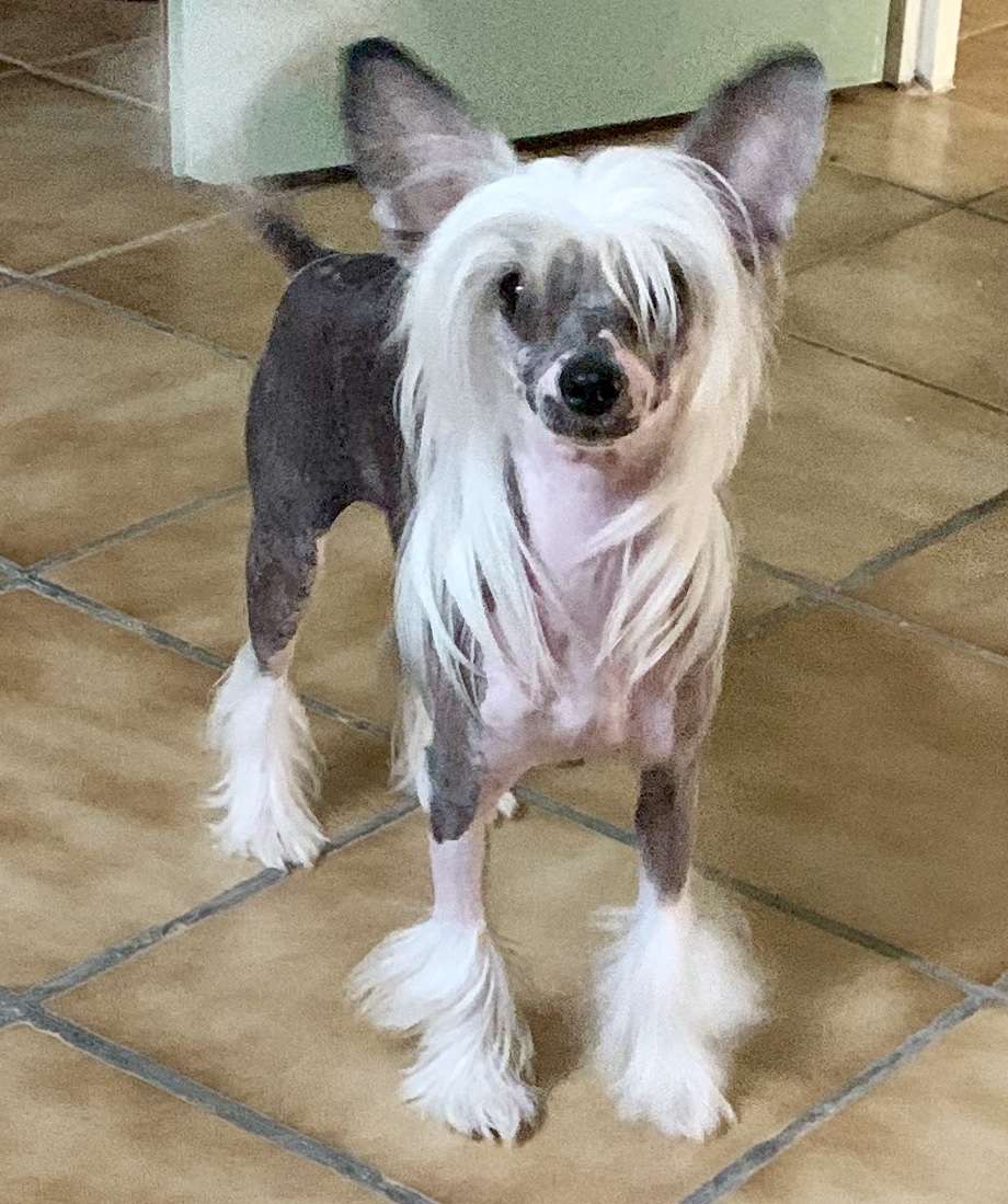 Miniatura Club Malvina