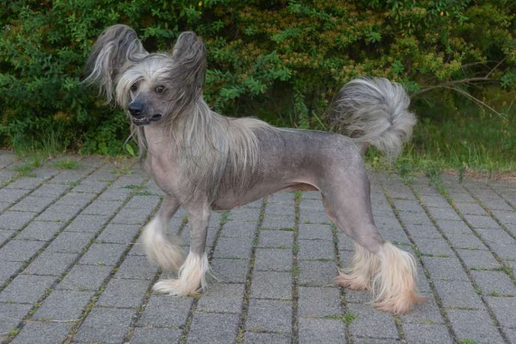 Harshita of Purple Rain