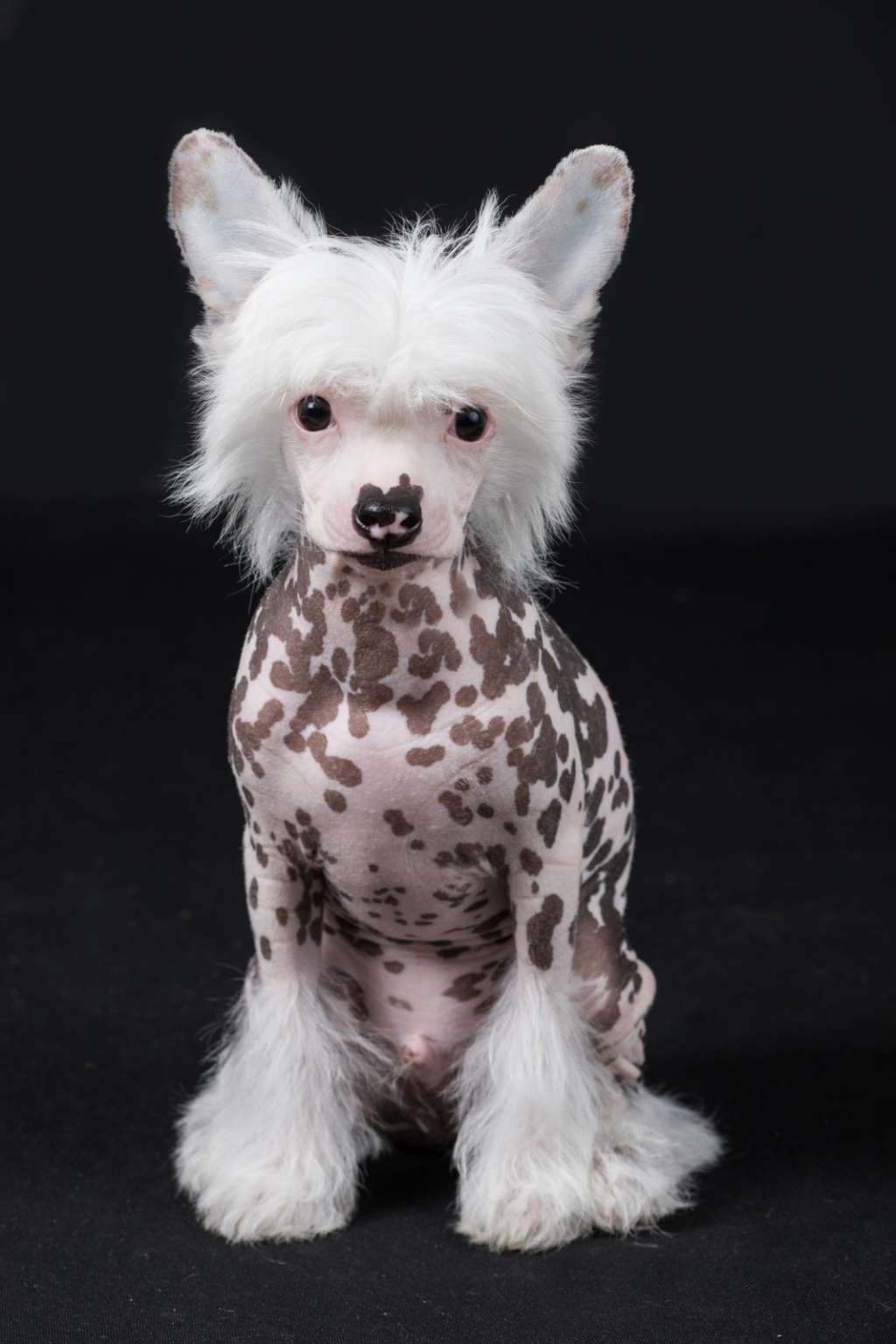 SoulSavers Bachelor of Sweet Temper