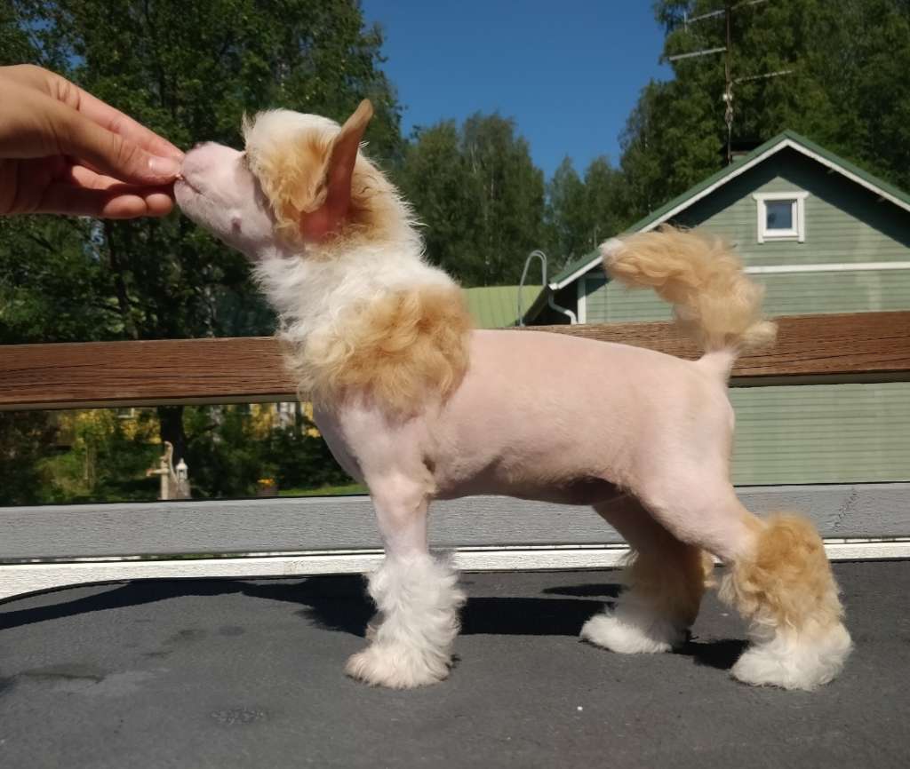 Chaotricals Feelin' Fuzzy