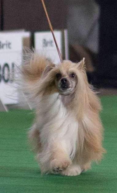 Gess Gentle z Jaromerskeho panstvi