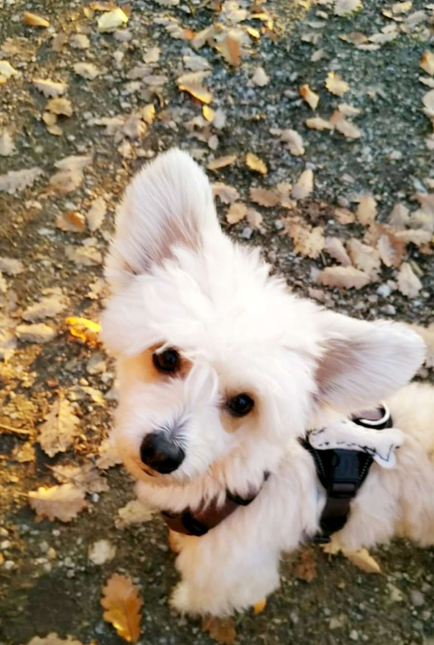 Garffi Giant z Jaromerskeho panstvi