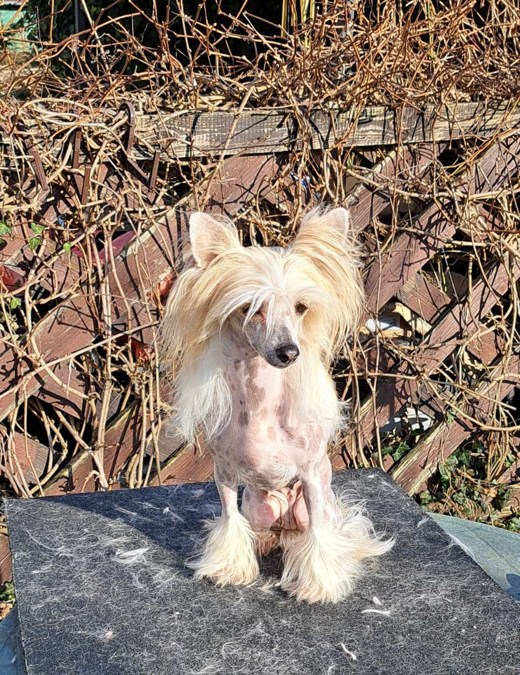 Gissa Gold z Jaromerskeho panstvi