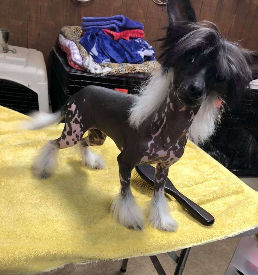 Shaw's Imagine Dragons