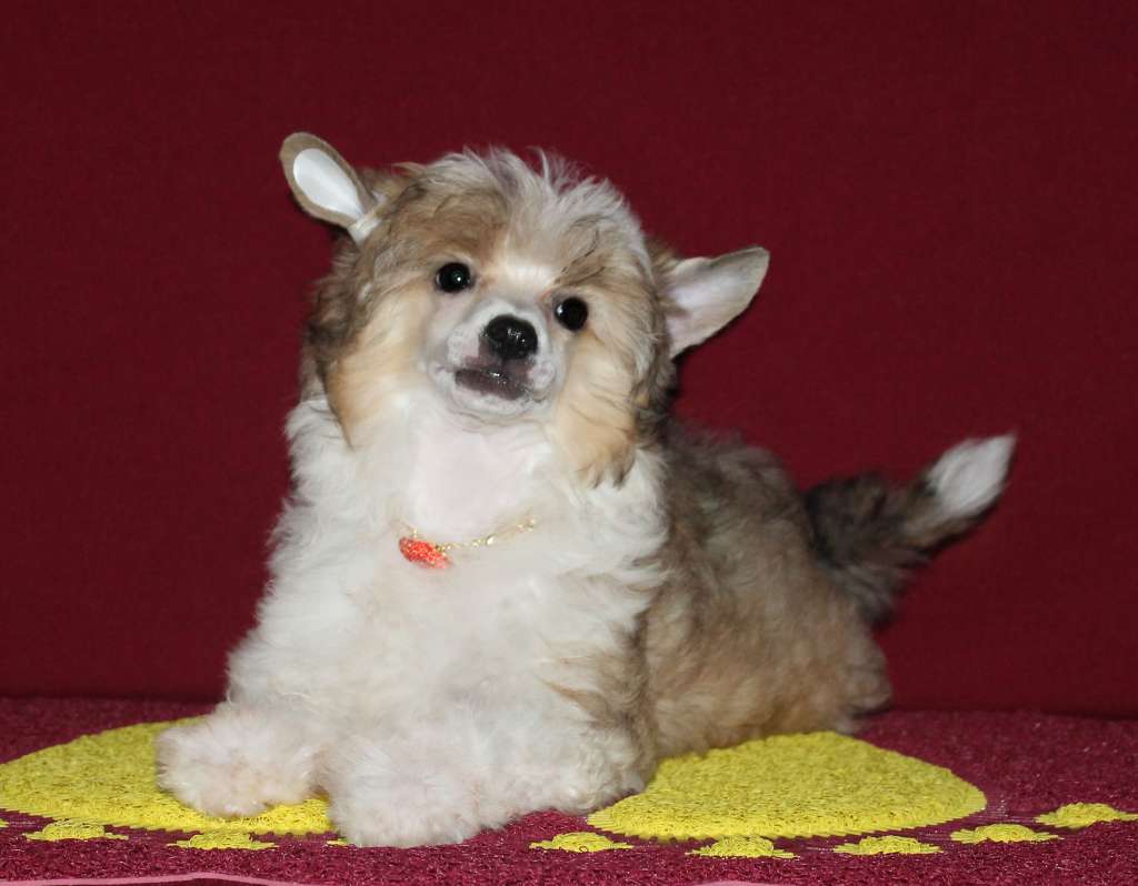 Charuyuschiy Soblazn Levant Romi Rombik