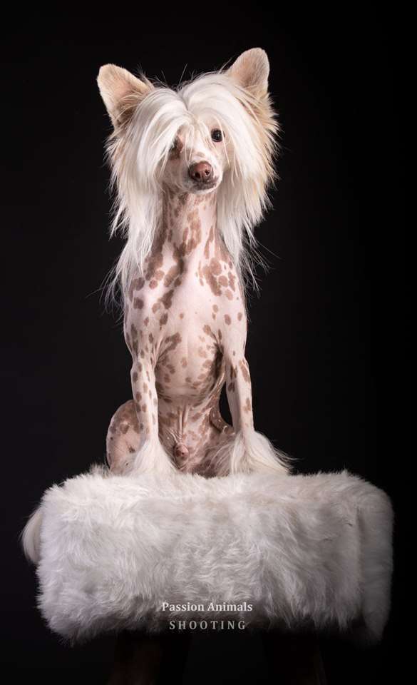 Osaka des Zéphyrs de l'Olympe