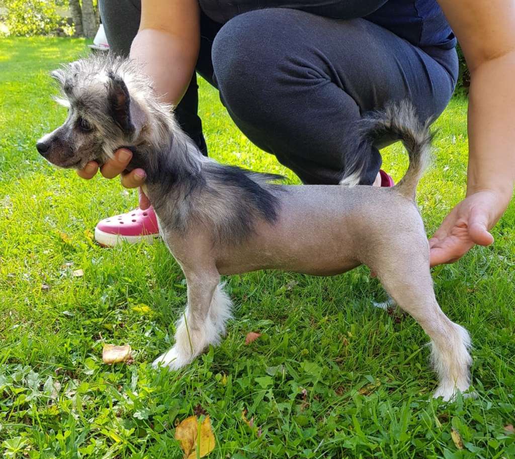 Stormblåstens The Small Print