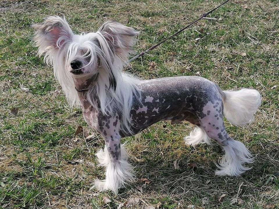 Stormblåstens Starlight