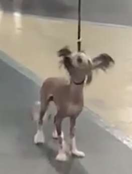 Cattlewoods Life Is The Bubbles