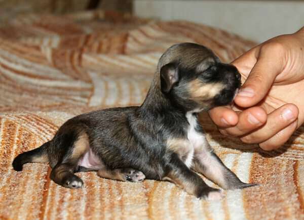 Orlaith Molosos Gratzi