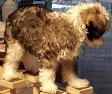 Cattlewood Ashenafea All I Want for Xmas