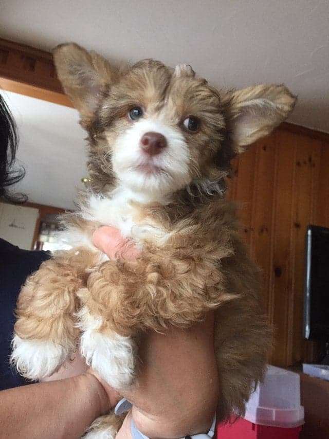 Dao Dog Barbara Basinia