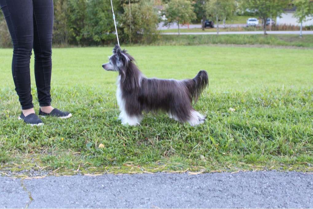 Valanyan Swipe Right