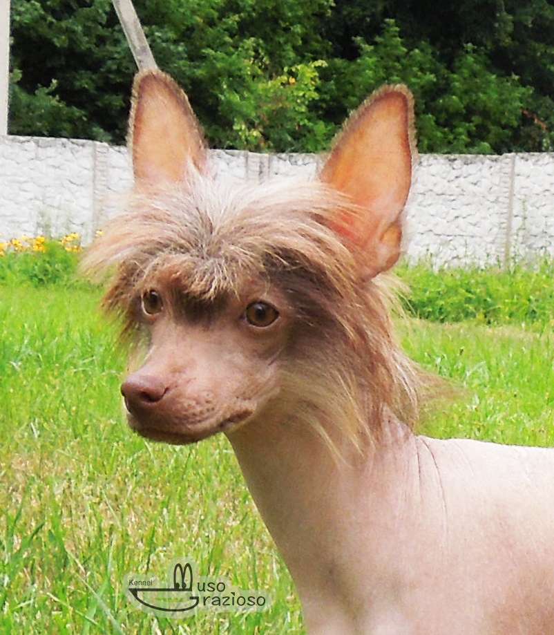 Muso Grazioso Jasmine Best Of The Best