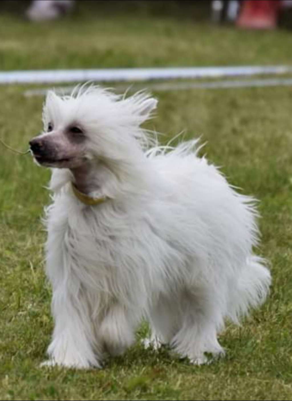 Pearlylove Foreverlove