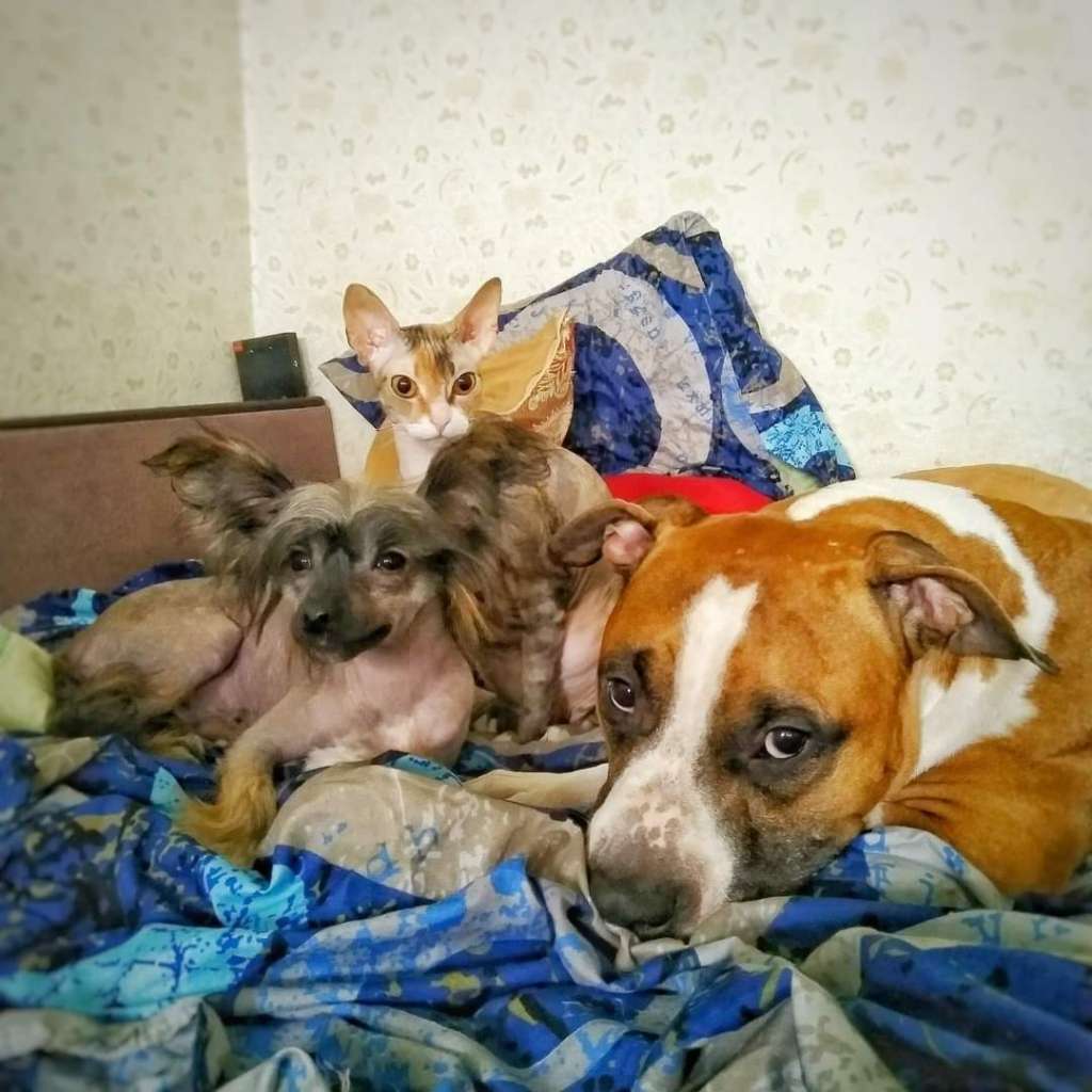 Jak Paradise Plezire