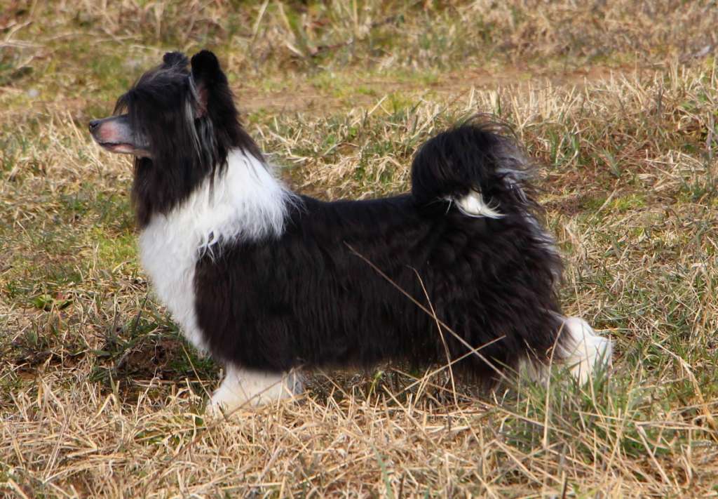 Latiffa iz Sozvezdiya Khana