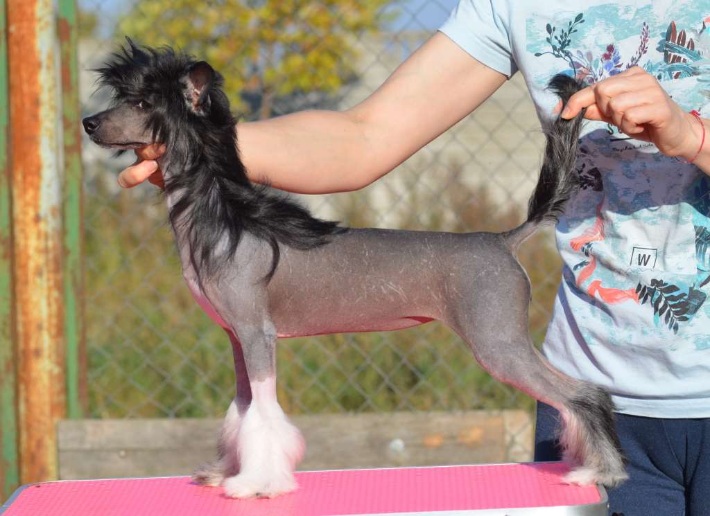 Karmen iz Sozvezdiya Khana