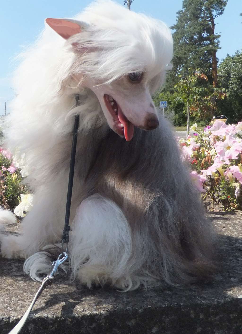 Anda Frelsils Olimpia